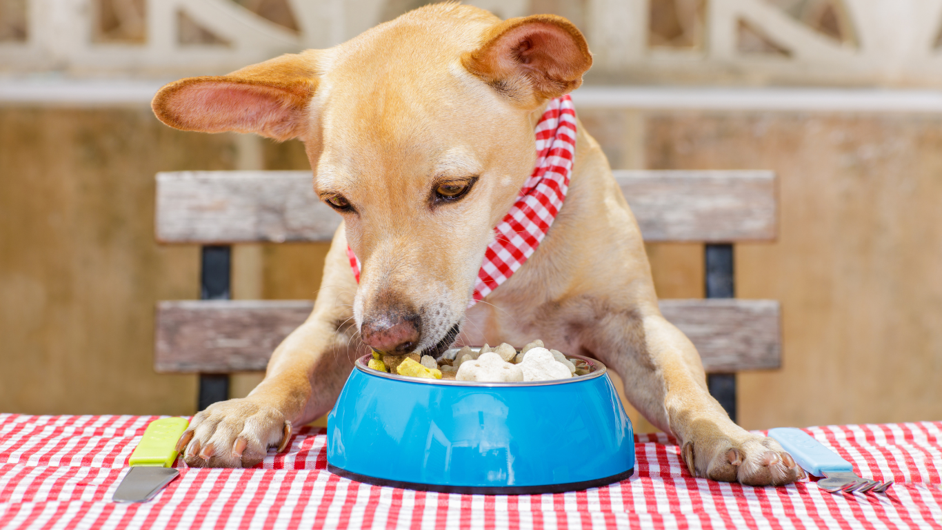 Cão comendo ração numa vasilha azul