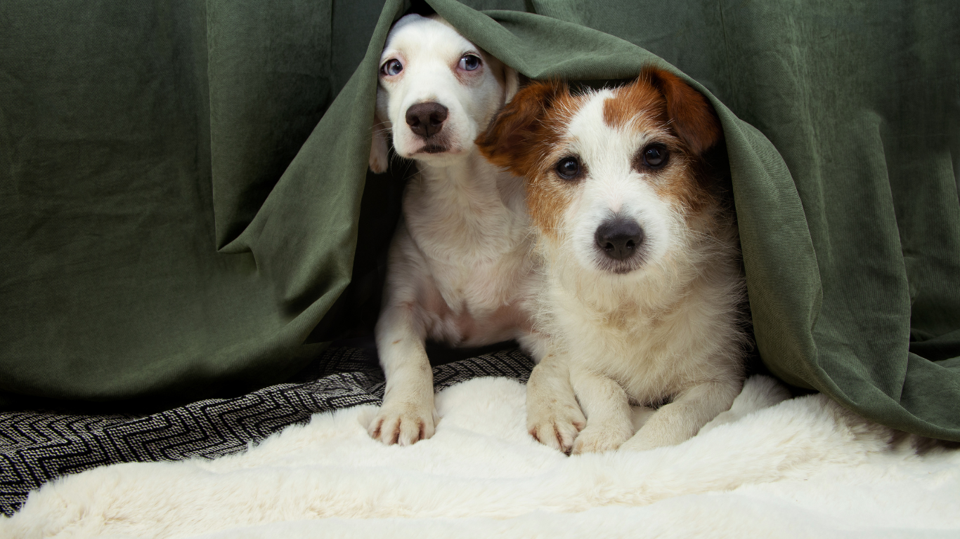 Dois cães debaixo de um lençol