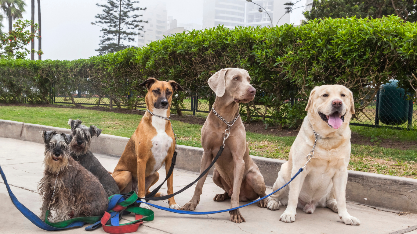 Vários cachorros de raças diferentes