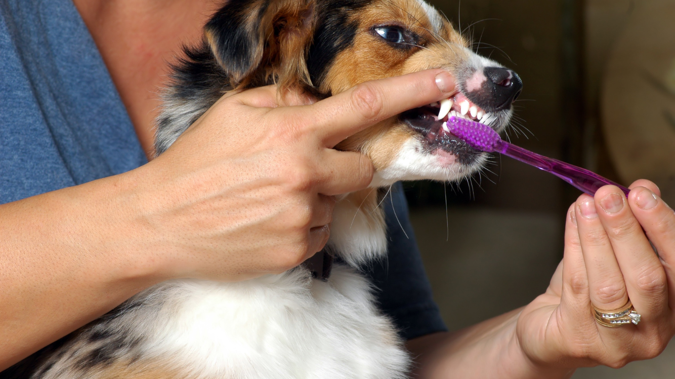 Pessoa escovando os dentes de um cachorro
