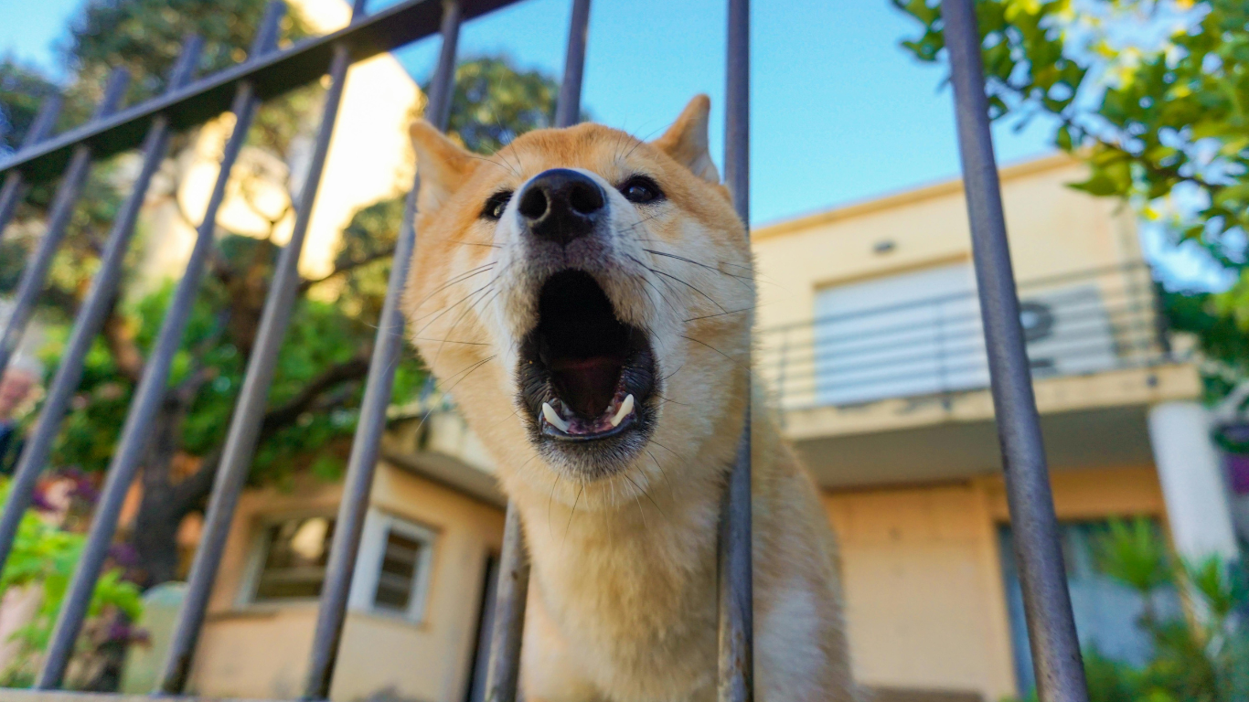 Cachorro no portão latindo