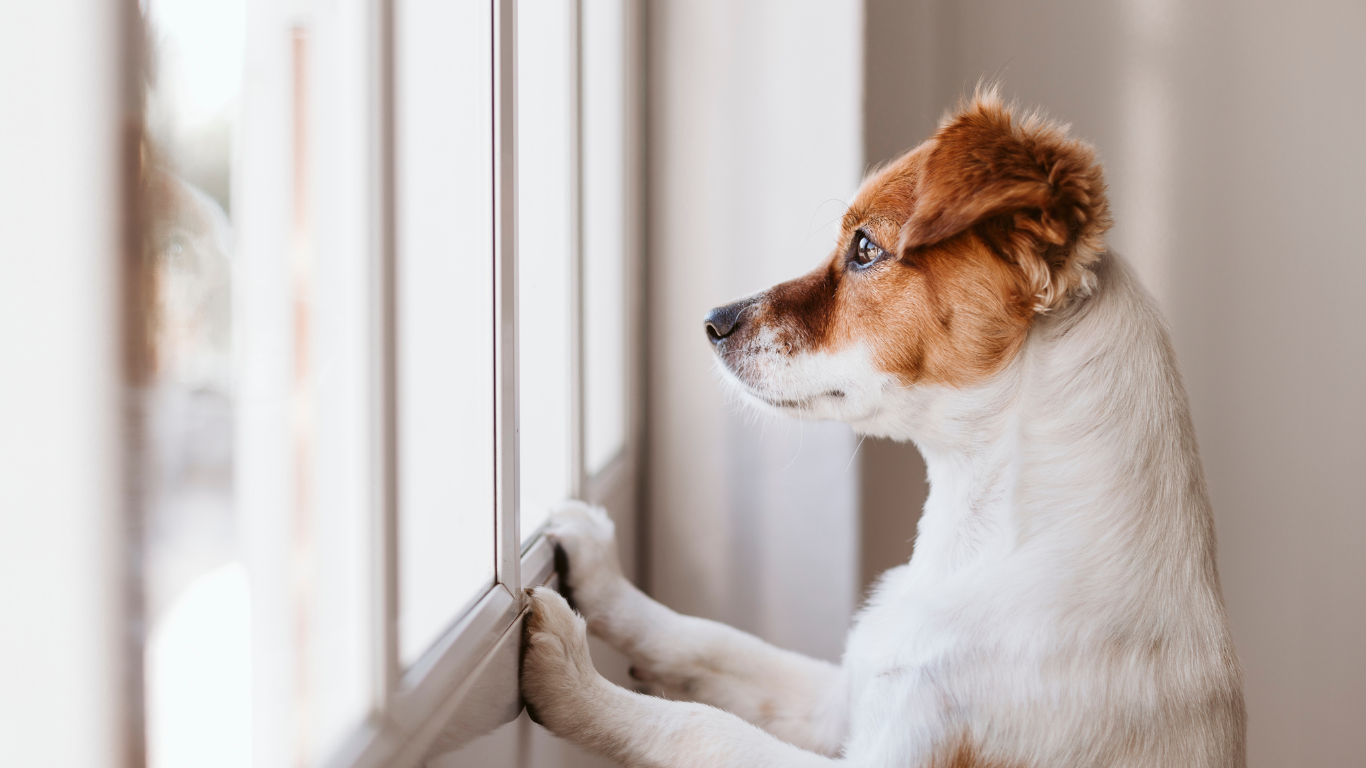 Cachorro sozinho, olhando pela janela