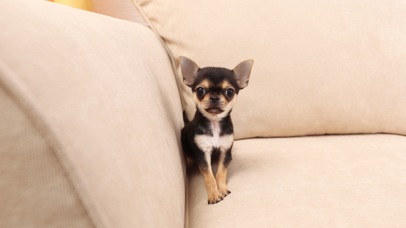 Cachorro pequeno em cima do sofá