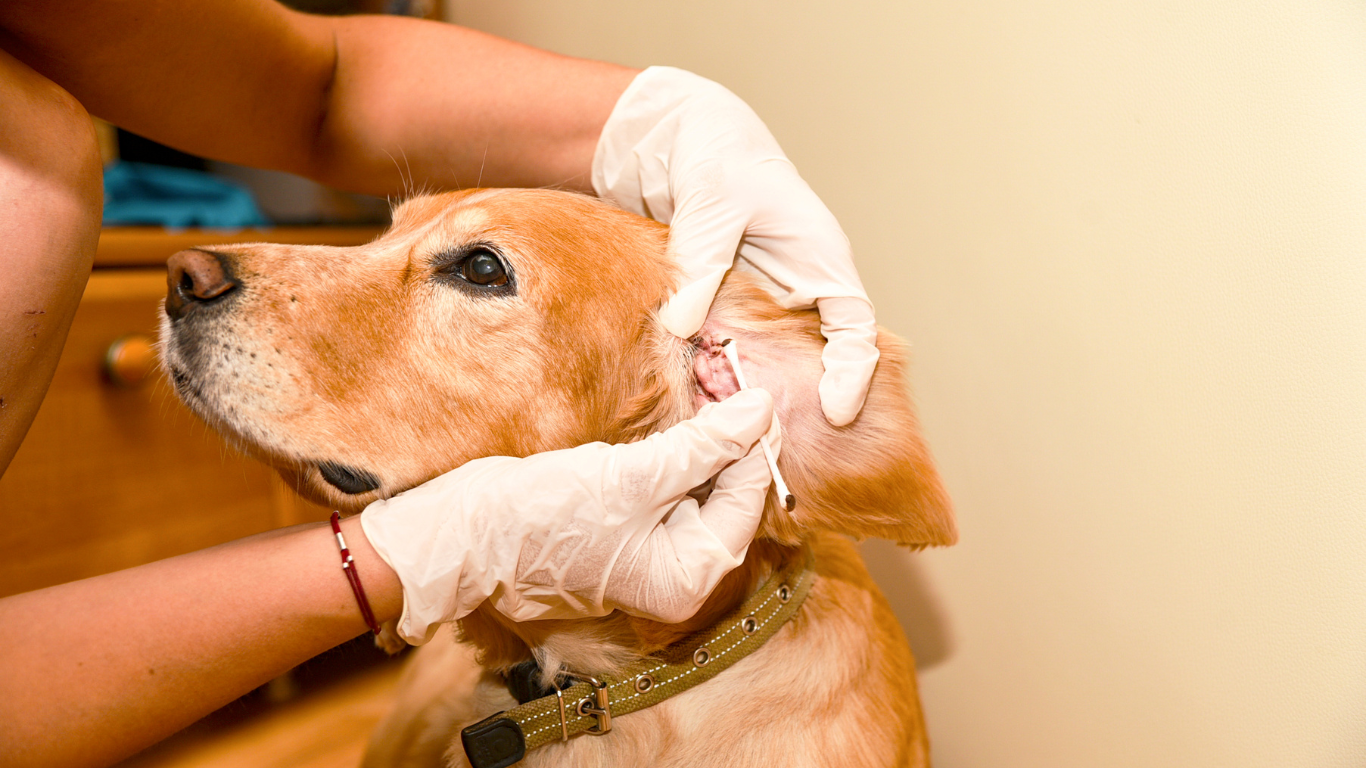 Pessoa com cotonete limpando a orelha de um cachorro