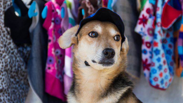 Cachorro com boné na cabeça, na frente de um armário de roupas