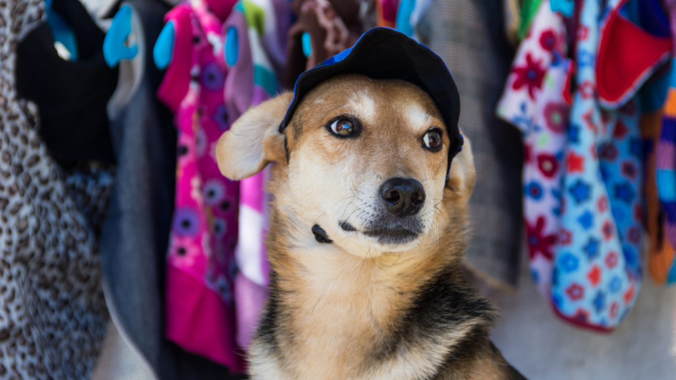 Cachorro com boné na cabeça, na frente de um armário de roupas